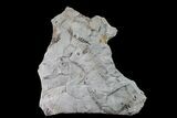 Fossil Flora (Neuropteris & Macroneuropteris) Plate - Kentucky #160243-2